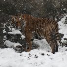 Malayan Tiger